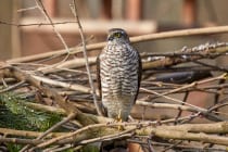 Sperber sind sehr ruhige Greifvögel und meist in der Brutzeit zu hören.
