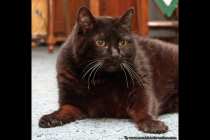 Katze oder Robbe