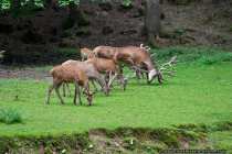 Rotwildrudel sind soziale Tiere, generell standorttreu und nur eine starke Beunruhiung laesst die Tiere weiterziehen. Sehr alte Hirsche leben auch als Einzelgaenger.