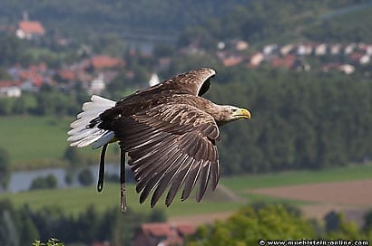 Bilder Greifenwarte Burg Guttenberg