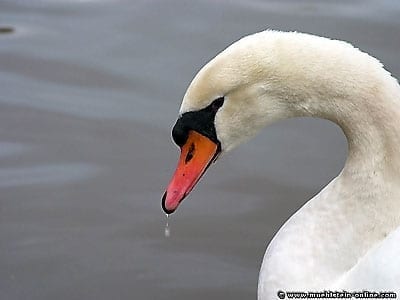 Bilder Schwäne, Höckerschwäne und Parkschwäne.