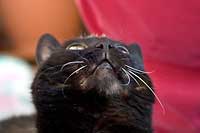 Katze verspielt und neugierig