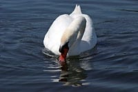 Schwan