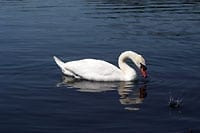Teupitzer Schwan
