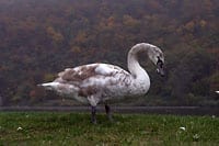 Jungschwan