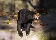 Bär