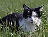 Katze schwarz-weiß