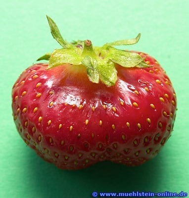 Erdbeere