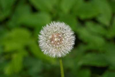 Pusteblume