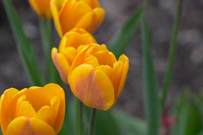 Naturbild