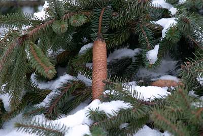 Tannenzweige im Schnee