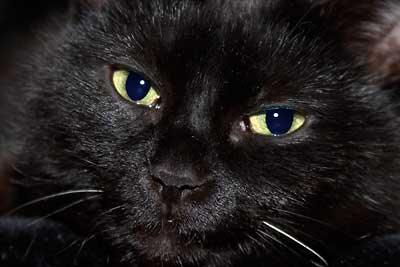 Tierbild Katze