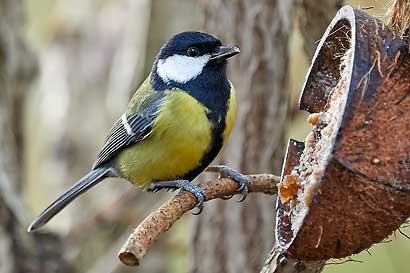 Wildvogelfutter in Kokosnuss