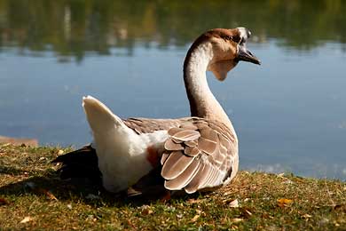 Fotoartikel + Bilder Enten und Gänse