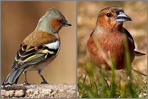 Sperlingsvogel, Familie der Finken