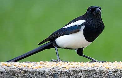 Die Elster. Rabenvogel Pica Pica.