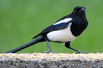 Die Elster. Rabenvogel Pica Pica.