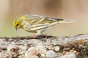 Singvogel, Familie der Finken