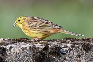 Emberiza citrinella