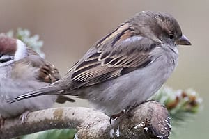 Weiblicher Spatz
