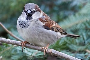 Männlicher Haussperling, Spatz