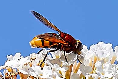 Schwebfliege mit Tarnung einer Hornisse