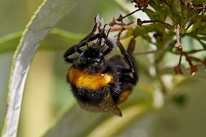 Hummel