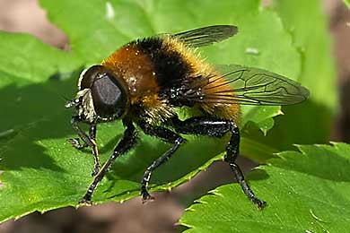 Schwebfliege mit Hummeltarnung