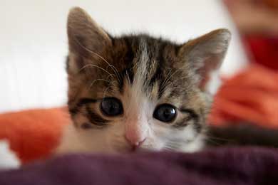 Katzenbilder. Stubentiger auf vier Pfoten.