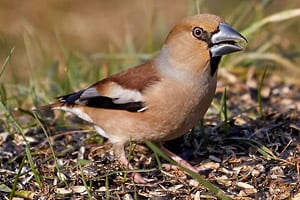 Singvogel, Familie der Finken