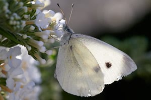 V6B3021