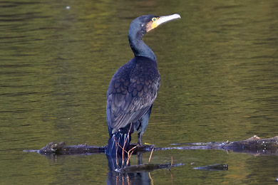 Fotoartikel Kormoran