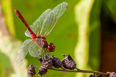 Libellen, unsere Urbewohner.
