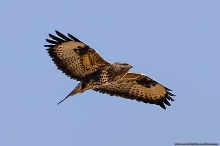 Mäusebussard