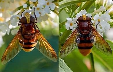 Das Sigma APO Makroobjektiv im Test an einer Vollformatkamera mit 30 Megapixel