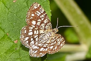 V6B3461