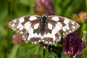 V6B2456