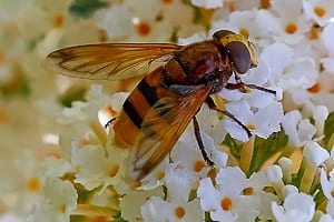 Schwebfliege
