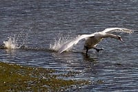 Schwan beim Starten