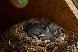 Sperlingsvögel Singvögel Meisen