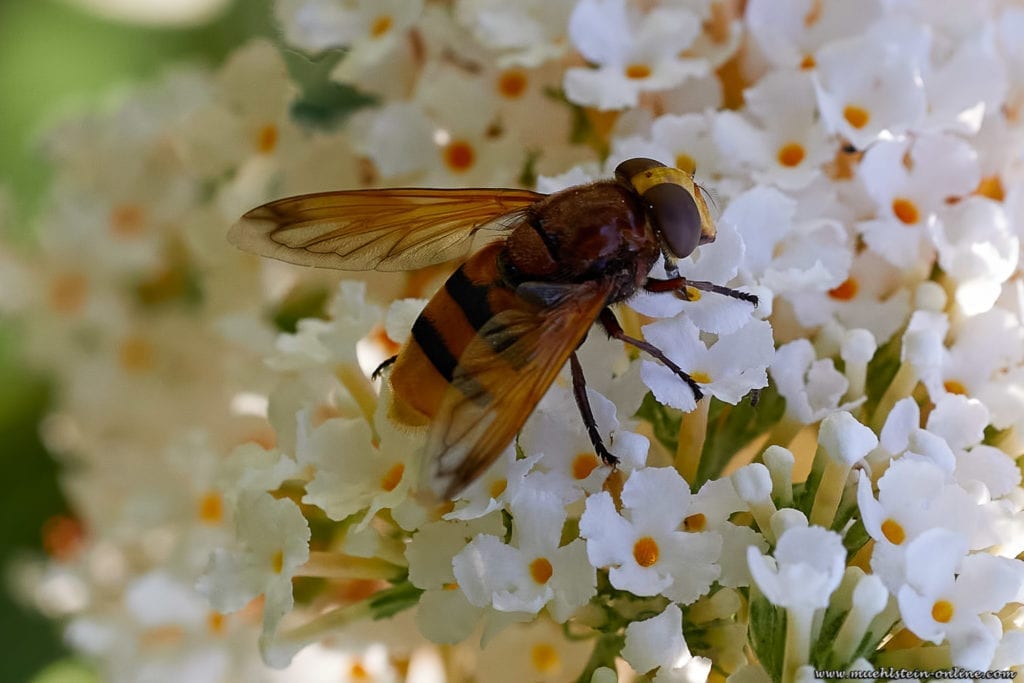 Hornissen-Schwebfliege