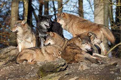 Wildpark Bad Mergentheim