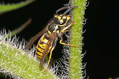 Vespula germanica