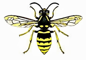 Waldwespe